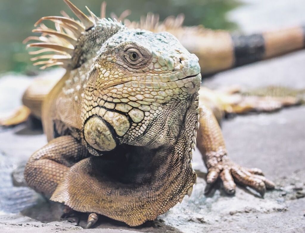 Iguanas Can See in The Dark
