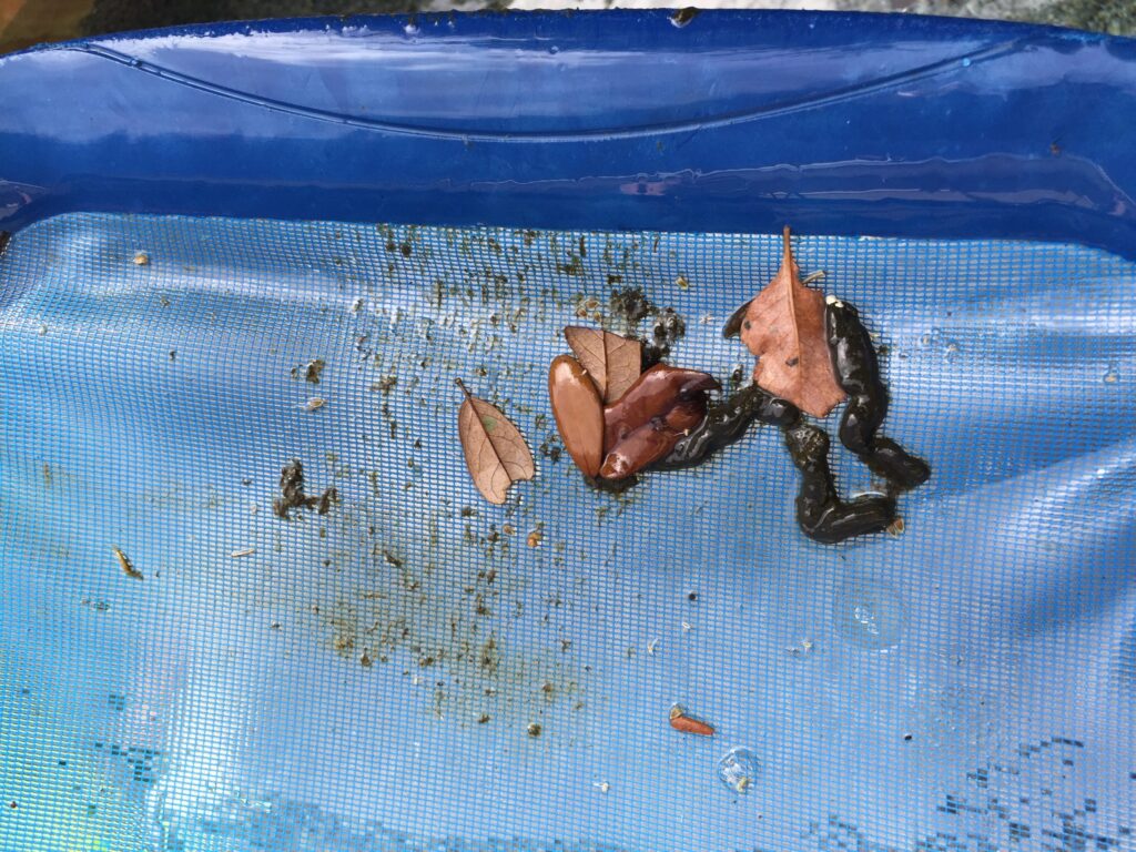Iguanas Poop in Swimming Pools
