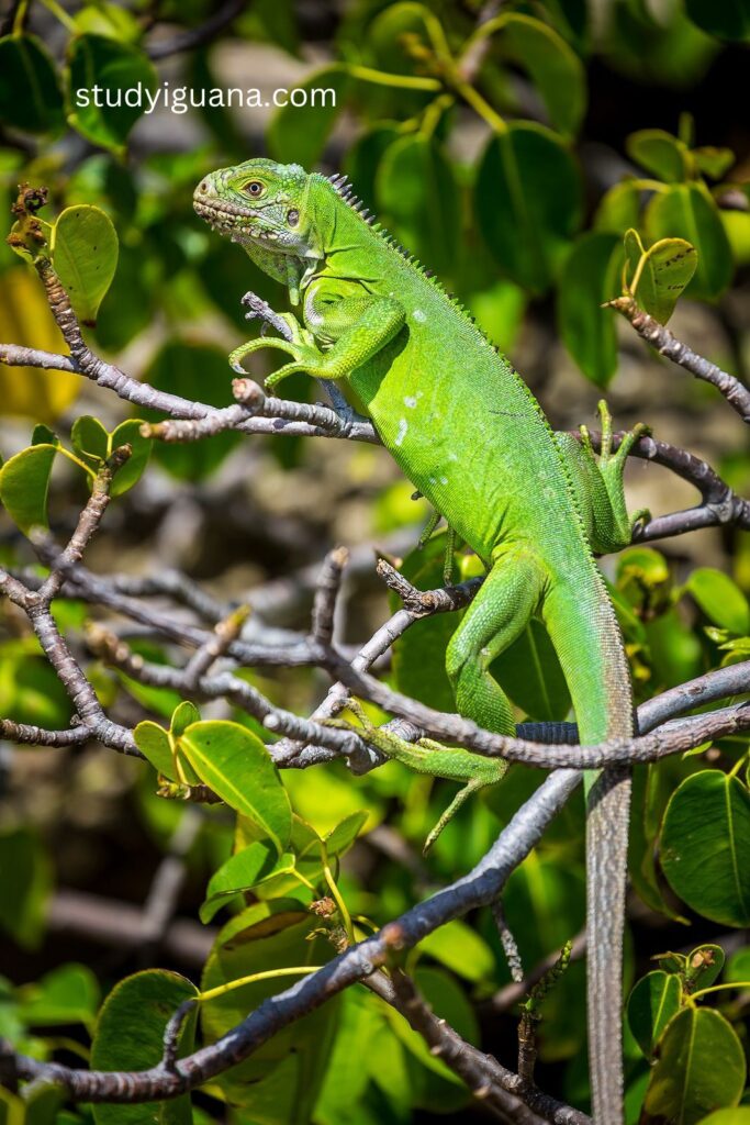 Do iguanas tails grow back?