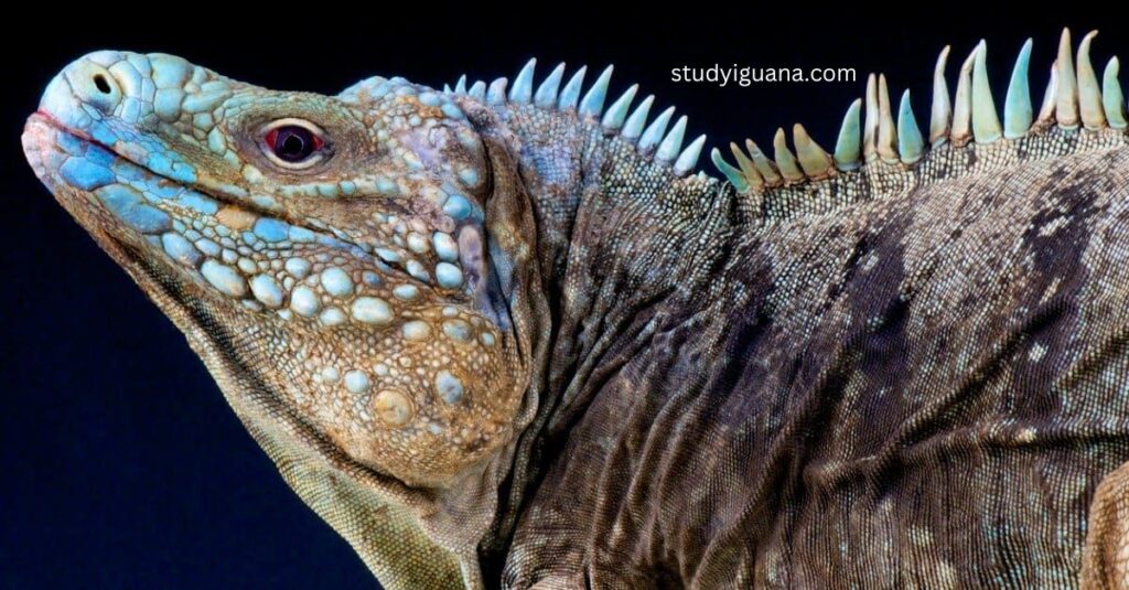 Iguanas can identify them by name