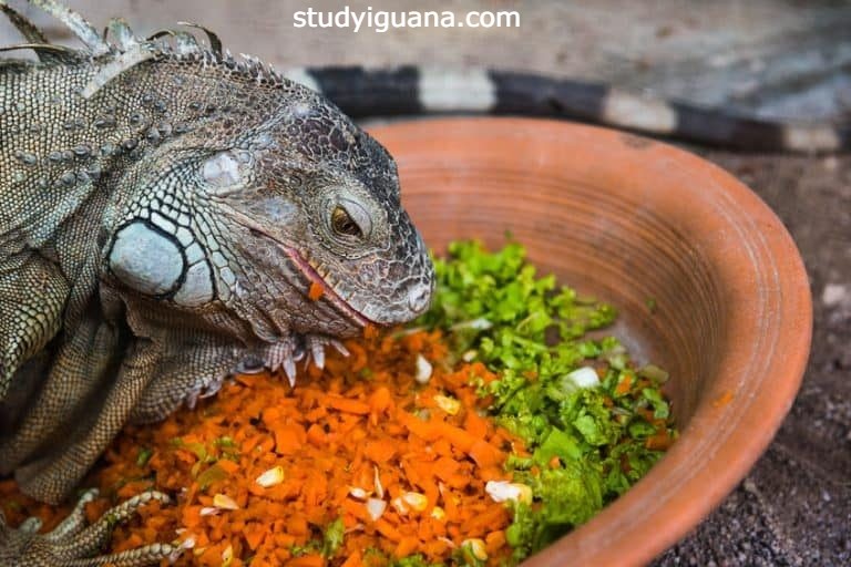 The Optimal Iguana Diet