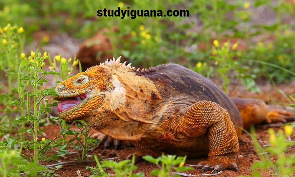 Iguanas Are Poisoned by Food