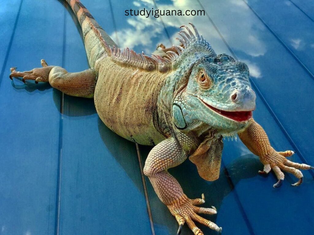The Way Your Iguana Feels