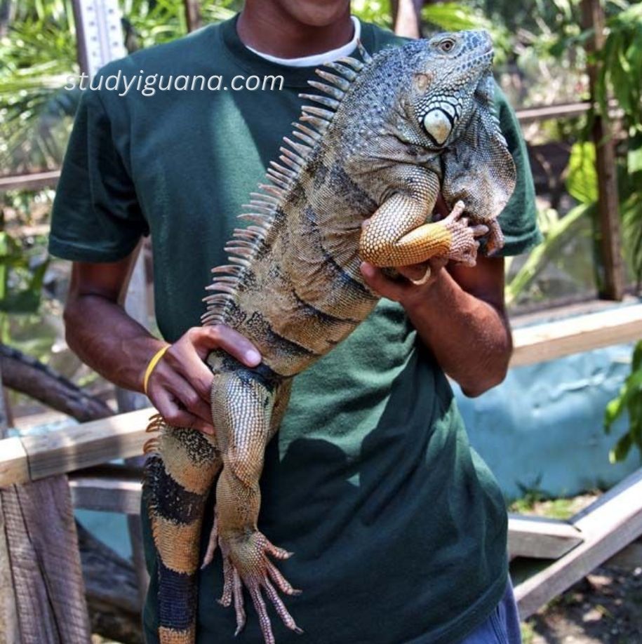 Are iguanas Smart?