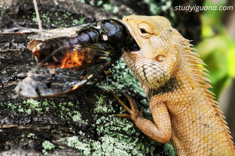 Can iguanas eat Crickets?