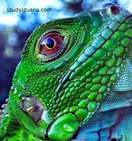 do iguanas have three eyes