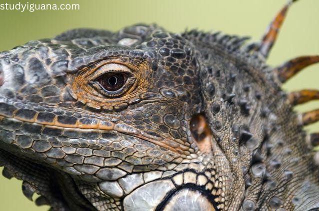 The Real Story Behind Iguana Eyes