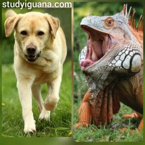 are iguanas dangerous to dogs