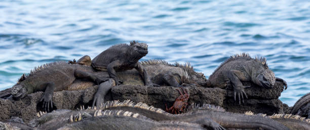 Group of Iguanas Called