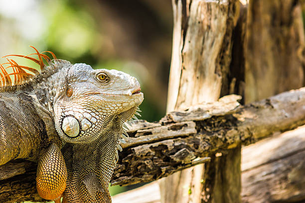 why do iguanas nod their heads