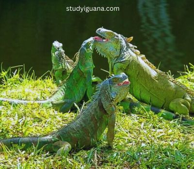 Group of Iguanas Called-A Comprehensive Guide