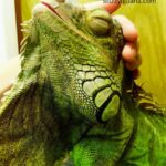 Are Iguanas Affectionate