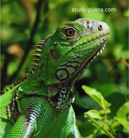 why do iguanas nod their heads