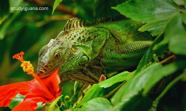 Stress the value of an assortment of foods for iguanas.