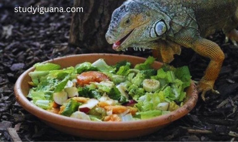 Describe which meals are safe for iguanas to consume.