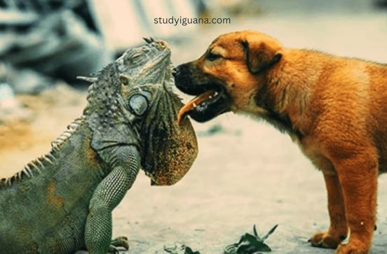 Interactions of Iguanas and Dogs
