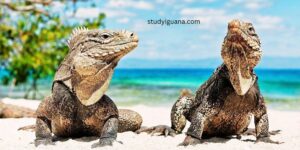 Are there iguanas in Aruba?