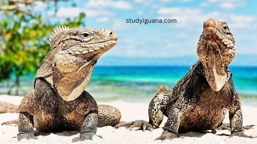 Are there iguanas in Aruba? Spotting Wildlife in Aruba