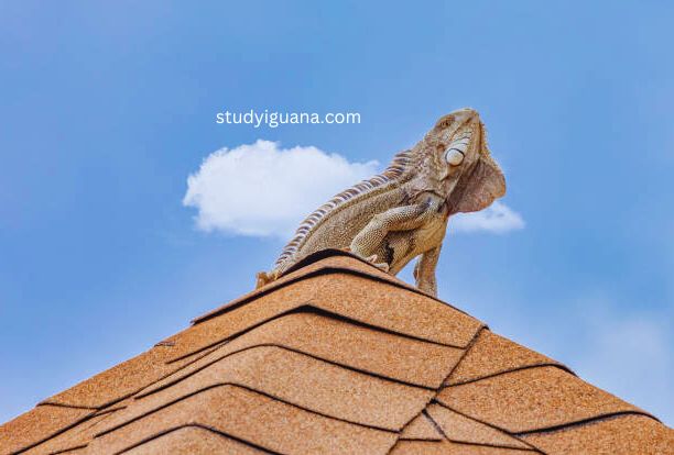 How to get rid of iguanas on roof? A Guide to Iguana Removal from Your Roof