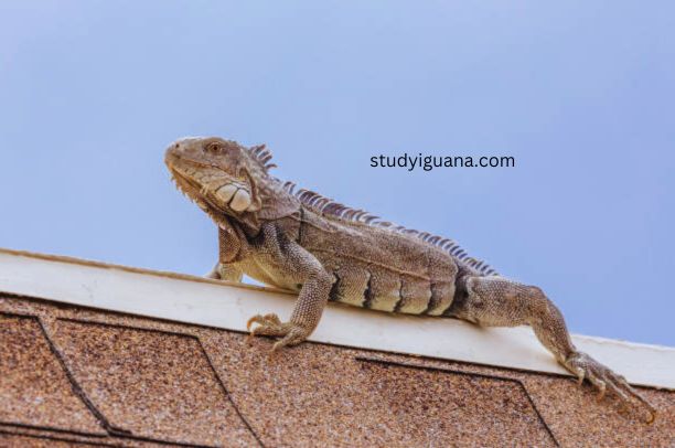 Why are iguanas fascinated to rooftops?