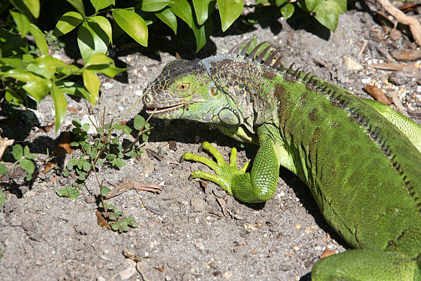 Iguana Heat Tolerance